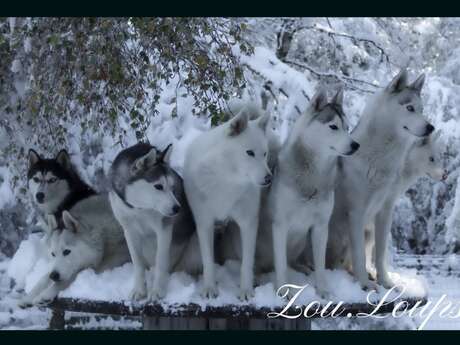 Cani rando avec Zou.Loups Canins