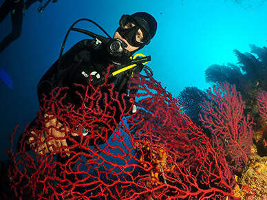 Plongée sous marine -Easy Dive