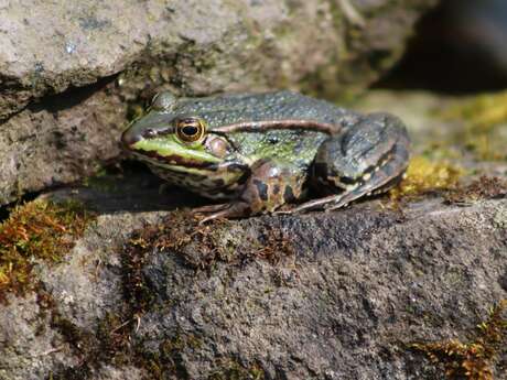 Partir à la découverte des amphibiens et de cet écosystème au bord de la mare