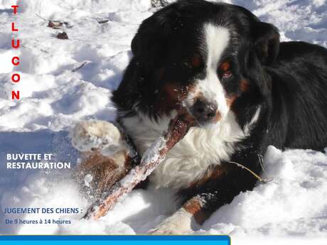 Exposition Canine Internationale