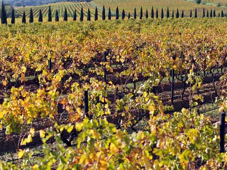 Grape Harvest Festival at Château Maravenne