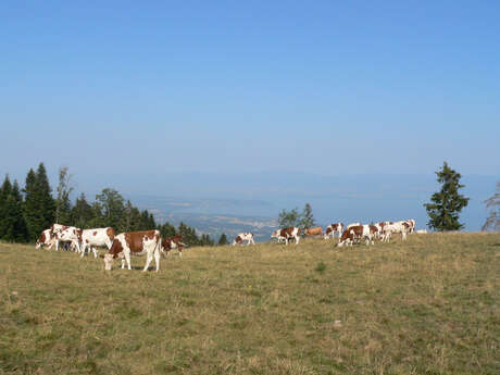 Circuit Trail 4 - La Boucle des Hermones