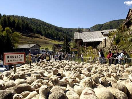 Transhumance de Roubion