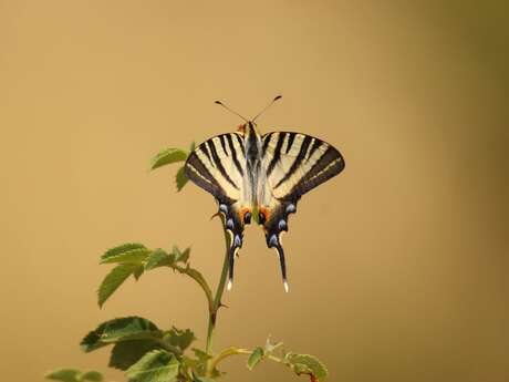 Les papillons de la Réserve