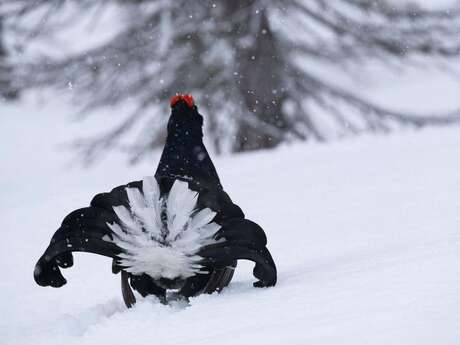 Conférence du Parc national des Ecrins : l'adaptations de la faune à l'hiver