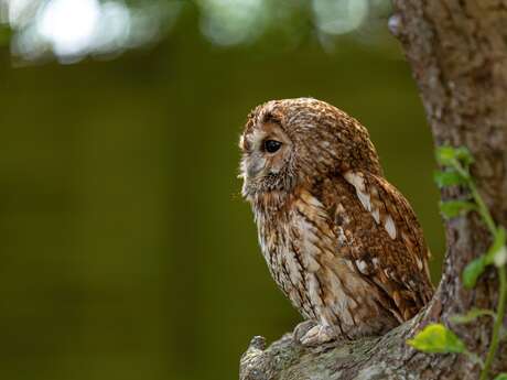Sortie LPO - Chauve-Souris et oiseaux nocturnes