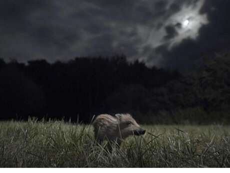 Soirée ciné nature "La Nuit des Animaux"