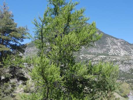 Les mélèzes nous racontent