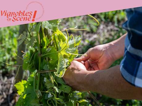 Visite et dégustation au Domaine Mouton