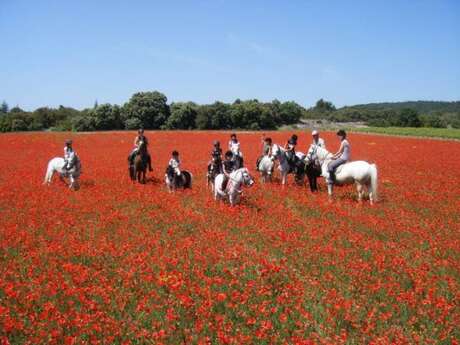 Balade à cheval entre les monts du Vaucluse et le plateau du Lubéron