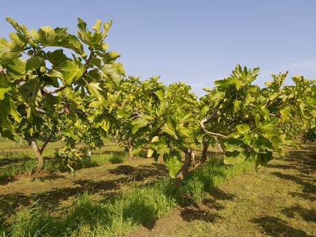 La Figue de Solliès-Pont