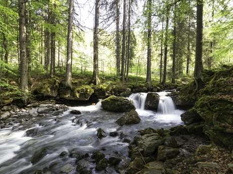 Sortie pédagogique : Les rôles de la forêt [lieu au choix]