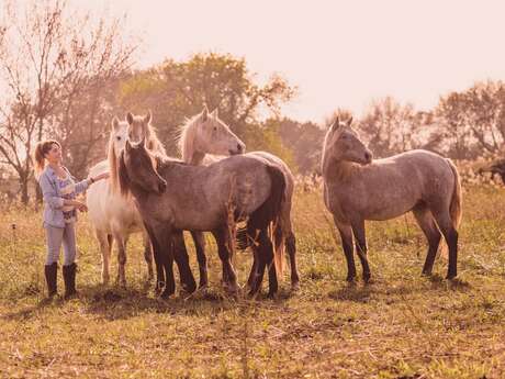 Visitez une manade de juments de race Camargue