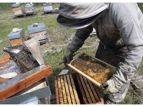 Bertrand Savornin - Apiculteur