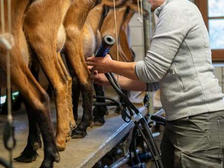 Visite à la ferme : la traite des chèvres