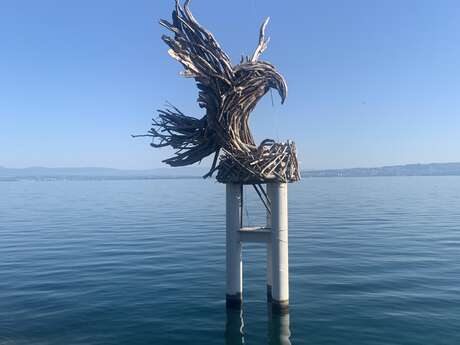 La Ville d’Évian soutient la réintroduction du pygargue à queue blanche sur le Léman