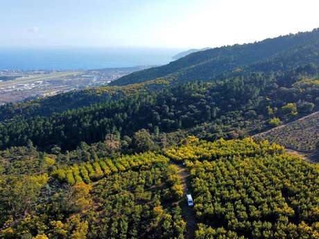 La Colline des Mimosas