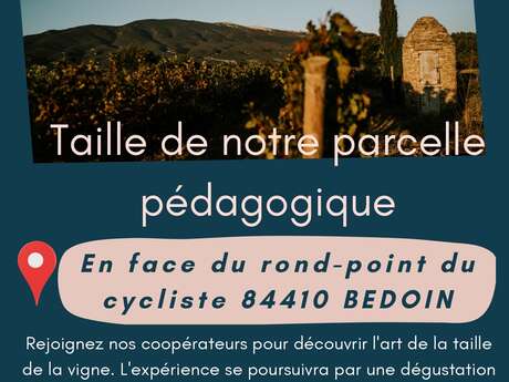 Taille de notre parcelle pédagogique- VMV Les vignerons du Mont Ventoux