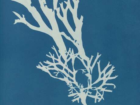 Il était une fois la mer : Initiation à la technique du cyanotype