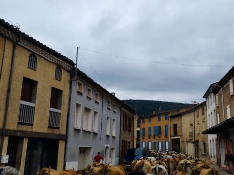 Transhumance des vaches depuis Montbel