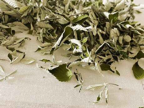 Little picker-herbalist workshop at Châtaigneraie Godissard