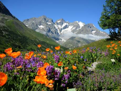 Jardin du Lautaret