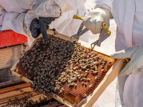 Initiez-vous à l'apiculture sur les toits de Cannes