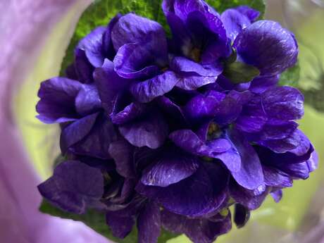 Fête des Violettes