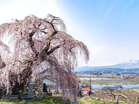 Conference - Mount Fuji: a mountain of a thousand faces, between religious heritage and external representations - Saint-Gervais sous les Sakuras