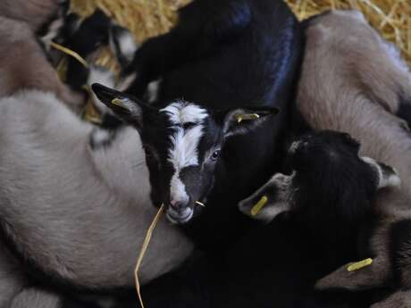 Visite et dégustation : la Bêle Glacée