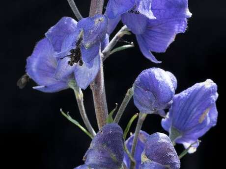 Super-powers of mountain plants" conference