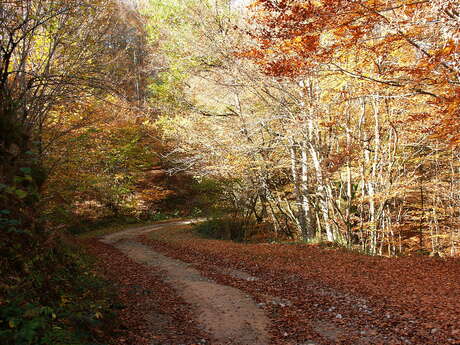 Le ruisseau de Rouge-Gorge - PR n°41