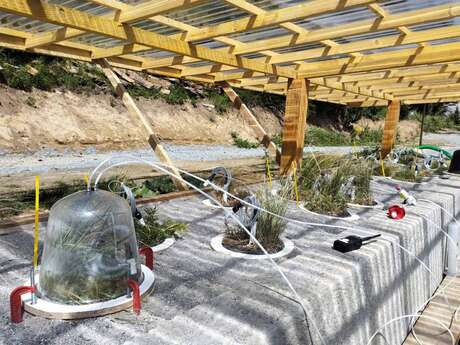 Conférence : Le microbiome des sols alpins