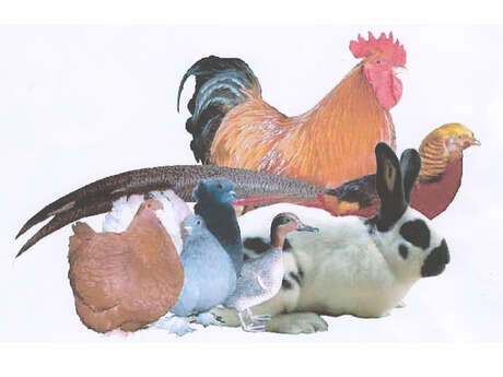 Exposition Nationale d'aviculture