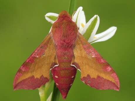 Biodiversité cachée