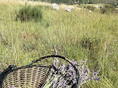Balade botanique - Les cueillettes de Marielle