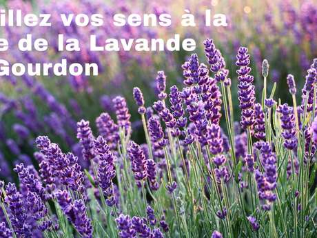 Fête de la lavande