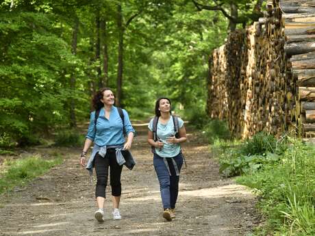 Les arbres remarquables en famille en forêt de Saint-Germain