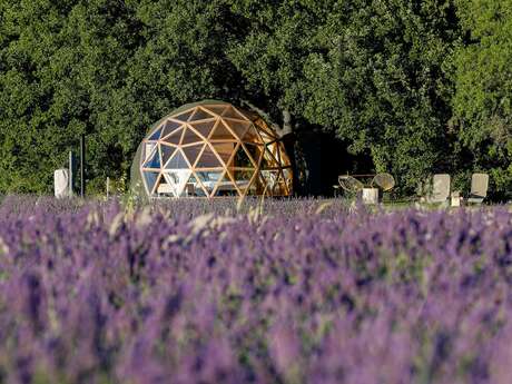 La bulle du Lavandin