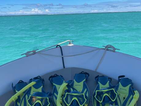 Polyn'Easy Dive and Tours - Sortie baleines