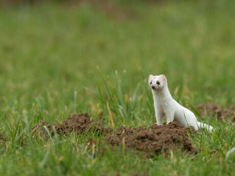 Nature activity: Wildlife tracks and signs