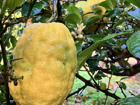 Journée des agrumes au Jardin de Baudouvin