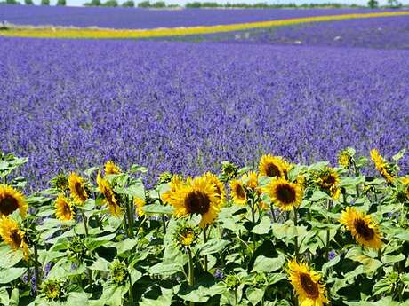 Provence by Flore Tours