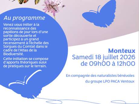 Devine qui papillonne ?