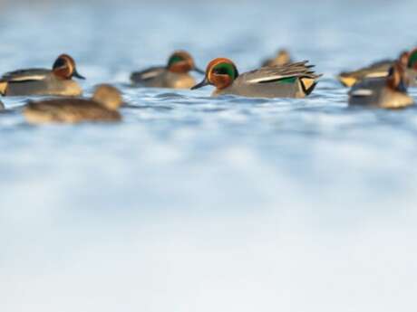 Découverte de la Réserve avec un guide naturaliste aux Marais du Vigueirat