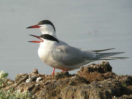 Oiseaux et Nature des marais de La Couarde