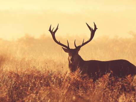 À l'écoute du brame du cerf