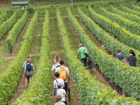 Le vignoble de Marin et ses crosses