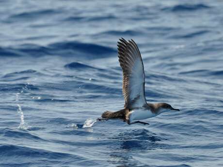Point rencontre : L'ornithologie par la plume (Porquerolles)