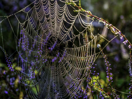 Conférence : Les araignées de chez nous